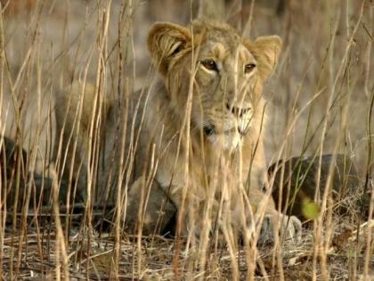 Four lions at Chennai's Arignar Anna Zoological Park found infected with delta variant of COVID-19 | Four lions at Chennai's Arignar Anna Zoological Park found infected with delta variant of COVID-19