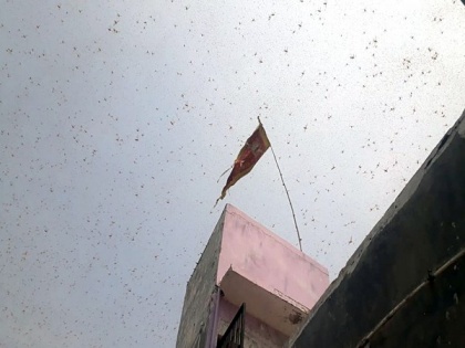People clang utensils to drive away locusts in Kathmandu | People clang utensils to drive away locusts in Kathmandu