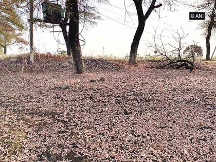 Aerial spraying of insecticides being done in Rajasthan for locust control | Aerial spraying of insecticides being done in Rajasthan for locust control