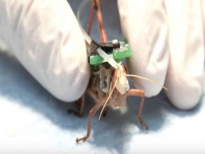 Scientists create bomb-sniffing cyborg locusts | Scientists create bomb-sniffing cyborg locusts