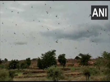 Rajasthan: Locusts destroy crops in Dholpur | Rajasthan: Locusts destroy crops in Dholpur