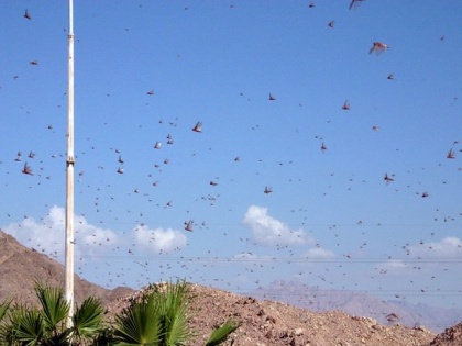 Amid COVID-19 outbreak, Pak govt prepares to tackle locust crisis | Amid COVID-19 outbreak, Pak govt prepares to tackle locust crisis
