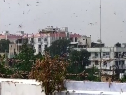 Locust attack in UP's Prayagraj | Locust attack in UP's Prayagraj