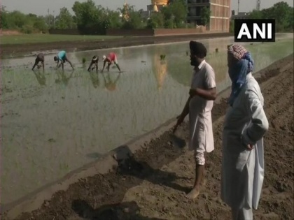 Farmers in Ludhiana face shortage of labourers as they begin paddy cultivation | Farmers in Ludhiana face shortage of labourers as they begin paddy cultivation
