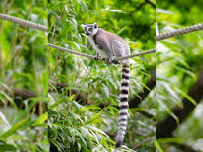 Madagascar's eastern rainforests might disappear by 2070: Study | Madagascar's eastern rainforests might disappear by 2070: Study