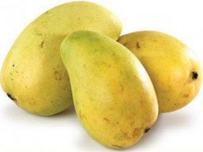 Indian mangoes & pomegranates get market access in the USA | Indian mangoes & pomegranates get market access in the USA Indian mangoes & pomegranates get market access in the USA | Indian mangoes & pomegranates get market access in the USA