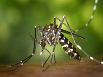 Multiple mosquito blood meals can expedite risk of malaria, study | Multiple mosquito blood meals can expedite risk of malaria, study Multiple mosquito blood meals can expedite risk of malaria, study | Multiple mosquito blood meals can expedite risk of malaria, study