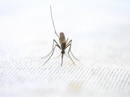 Study finds unexpected antibody type in people with malaria infections | Study finds unexpected antibody type in people with malaria infections