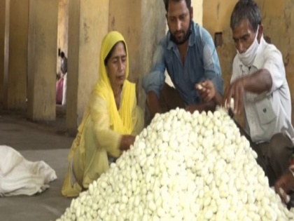 Udhampur admin opens cocoon market, farmers welcome it | Udhampur admin opens cocoon market, farmers welcome it
