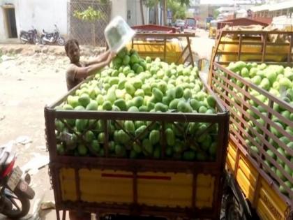 COVID-19 crisis hits sale and supply of mangoes in Hyderabad | COVID-19 crisis hits sale and supply of mangoes in Hyderabad