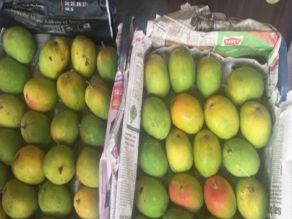 India's mango export to US may surpass 1,095 MT in 2022 | India's mango export to US may surpass 1,095 MT in 2022