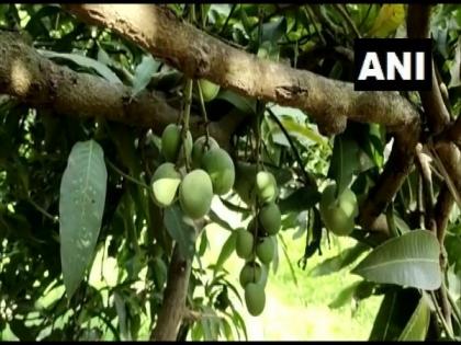 One mango tree with 121 varieties of fruit in UP's Saharanpur | One mango tree with 121 varieties of fruit in UP's Saharanpur