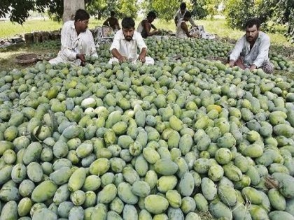 US, China decline Pakistan's 'Mango diplomacy', sends back fruit souvenirs | US, China decline Pakistan's 'Mango diplomacy', sends back fruit souvenirs