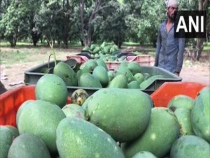 UP: Mango sales dip due to COVID-19 lockdown | UP: Mango sales dip due to COVID-19 lockdown
