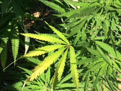 Marijuana plantation found on Gujarat University hostel campus | Marijuana plantation found on Gujarat University hostel campus Marijuana plantation found on Gujarat University hostel campus | Marijuana plantation found on Gujarat University hostel campus