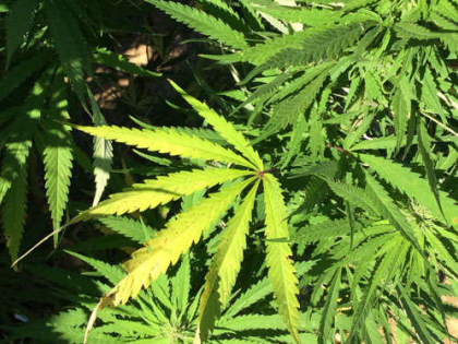 Farmer arrested for cultivating marijuana in Gujarat village | Farmer arrested for cultivating marijuana in Gujarat village Farmer arrested for cultivating marijuana in Gujarat village | Farmer arrested for cultivating marijuana in Gujarat village