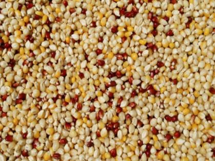 Millets export from India to increase exponentially in coming years, says government | Millets export from India to increase exponentially in coming years, says government