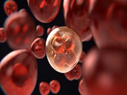 Real-time observation helpful in Stem cell treatment for vascular diseases, study reveals | Real-time observation helpful in Stem cell treatment for vascular diseases, study reveals Real-time observation helpful in Stem cell treatment for vascular diseases, study reveals | Real-time observation helpful in Stem cell treatment for vascular diseases, study reveals