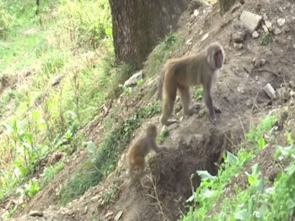 Monkeys move to rural areas amid lockdown in HP | Monkeys move to rural areas amid lockdown in HP