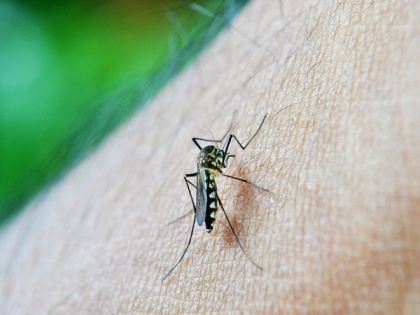 Study suggests simple genetic modification aims to stop mosquitoes spreading malaria | Study suggests simple genetic modification aims to stop mosquitoes spreading malaria