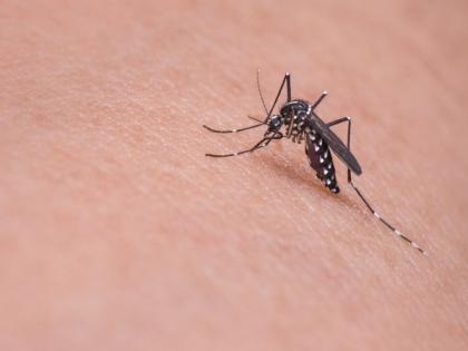 Active surveillance of Zika virus needed to prevent future outbreaks, suggests ICMR- NIV Pune study | Active surveillance of Zika virus needed to prevent future outbreaks, suggests ICMR- NIV Pune study