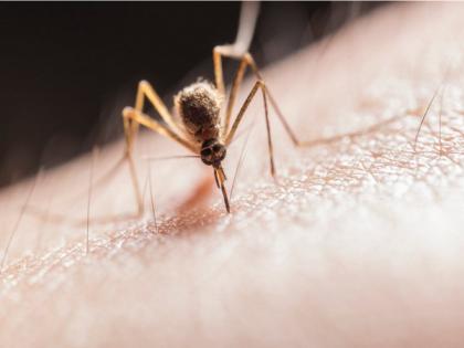 Study finds how mosquitoes ignore insect repellents | Study finds how mosquitoes ignore insect repellents