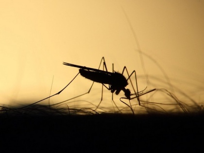 Dengue fever kills 13 in Tanza | Dengue fever kills 13 in Tanza