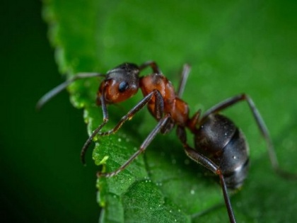 Ant resembles to human while responding to social isolation | Ant resembles to human while responding to social isolation