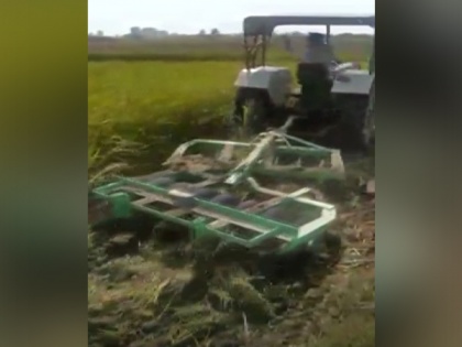 Farmer destroys 4.5 acres of standing paddy crop as he did not get a fair price | Farmer destroys 4.5 acres of standing paddy crop as he did not get a fair price
