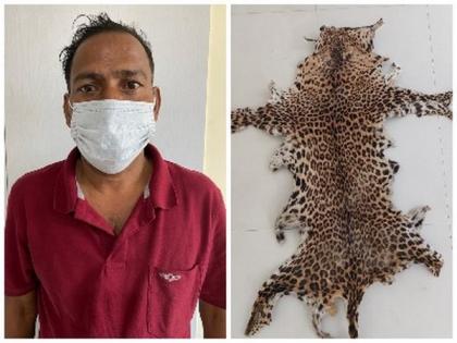 Special Task Force arrests wildlife criminal, recovers leopard skin in Odisha | Special Task Force arrests wildlife criminal, recovers leopard skin in Odisha