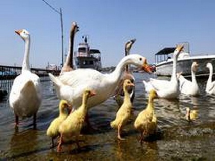 Odisha govt mounts strict vigil to check Bird Flu | Odisha govt mounts strict vigil to check Bird Flu
