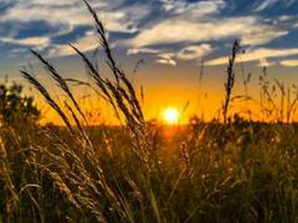Paddy arrival in Punjab in current Kharif season up by 26 pc | Paddy arrival in Punjab in current Kharif season up by 26 pc