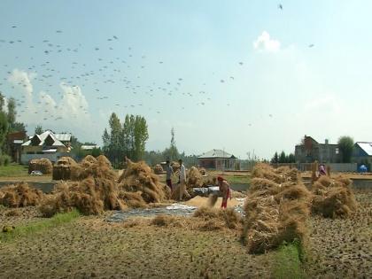 Paddy area in Punjab, Haryana, UP comes down by 7.72 pc | Paddy area in Punjab, Haryana, UP comes down by 7.72 pc