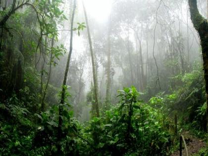 Amazon rainforest is losing resilience, reveals new research | Amazon rainforest is losing resilience, reveals new research