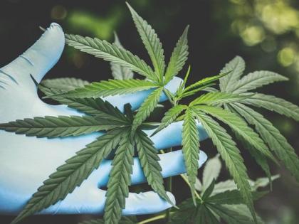 Maternal exposure to cannabis raises diabetes risk in children | Maternal exposure to cannabis raises diabetes risk in children