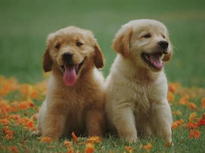 Lucknow Municipal Corporation to confiscate pets if licence fee unpaid | Lucknow Municipal Corporation to confiscate pets if licence fee unpaid Lucknow Municipal Corporation to confiscate pets if licence fee unpaid | Lucknow Municipal Corporation to confiscate pets if licence fee unpaid