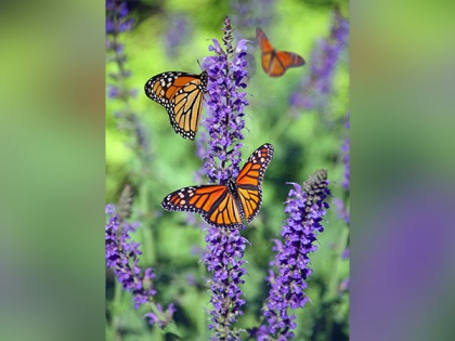 Research: Monarch butterflies slated for extinction due to diminishing winter colonies | Research: Monarch butterflies slated for extinction due to diminishing winter colonies