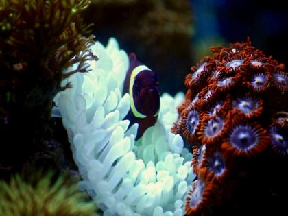 Artificial intelligence learns 'song' of coral reefs | Artificial intelligence learns 'song' of coral reefs