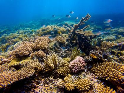 Study shows mangrove and reef restoration delivers positive returns for flood protection | Study shows mangrove and reef restoration delivers positive returns for flood protection