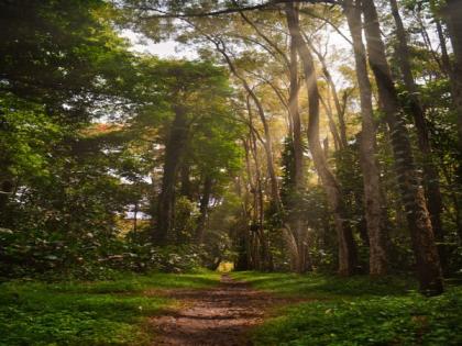 Regrown tropical forests may have short lifespans, reveals study | Regrown tropical forests may have short lifespans, reveals study Regrown tropical forests may have short lifespans, reveals study | Regrown tropical forests may have short lifespans, reveals study