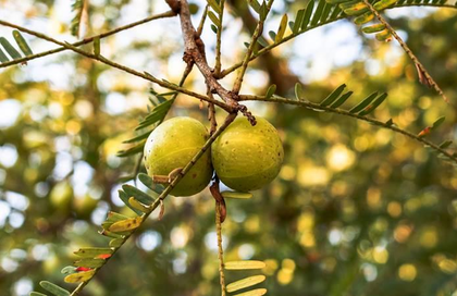 India’s production of horticultural crops rises 3.7 pc in 2024-25 | India’s production of horticultural crops rises 3.7 pc in 2024-25 India’s production of horticultural crops rises 3.7 pc in 2024-25 | India’s production of horticultural crops rises 3.7 pc in 2024-25