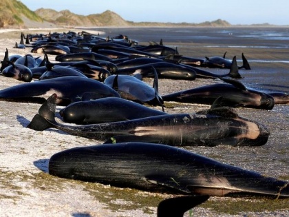 At least 9 pilot whales dead in mass stranding in New Zealand's Golden Bay | At least 9 pilot whales dead in mass stranding in New Zealand's Golden Bay