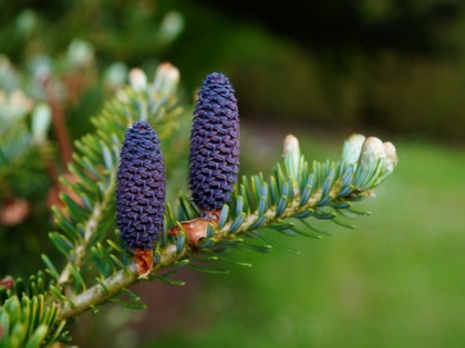 Study of pine pollen reveals nanofoams are key to survive mass extinctions | Study of pine pollen reveals nanofoams are key to survive mass extinctions