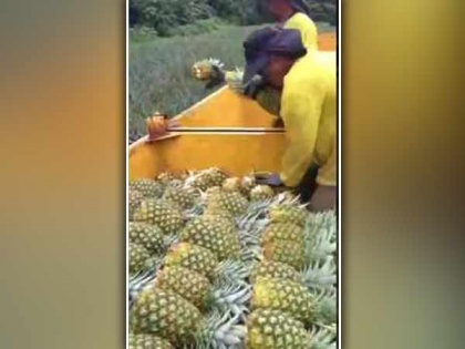 China's ban on Taiwanese pineapples boosts sales in Japan | China's ban on Taiwanese pineapples boosts sales in Japan