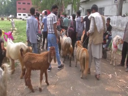 Goat market set up in J-K's Poonch ahead of Eid-ul-Azha | Goat market set up in J-K's Poonch ahead of Eid-ul-Azha