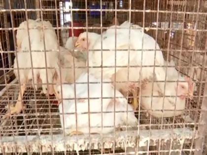 Hyderabad: Poultry shop owners urge govt to bear the loss due to Bird flu | Hyderabad: Poultry shop owners urge govt to bear the loss due to Bird flu