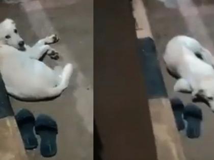 Dog waits near owner's footwear after she jumps into Godavari in Andhra district | Dog waits near owner's footwear after she jumps into Godavari in Andhra district Dog waits near owner's footwear after she jumps into Godavari in Andhra district | Dog waits near owner's footwear after she jumps into Godavari in Andhra district