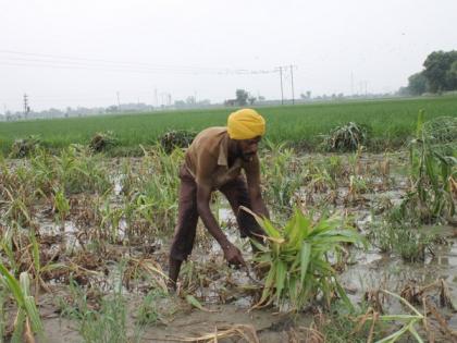 Farm loan waivers no panacea for farmers' distress: Report | Farm loan waivers no panacea for farmers' distress: Report