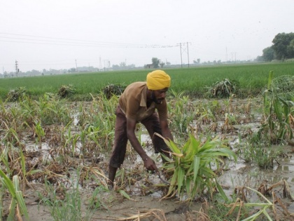 'Precision farming' scientific methods boost agriculture in India: Report | 'Precision farming' scientific methods boost agriculture in India: Report