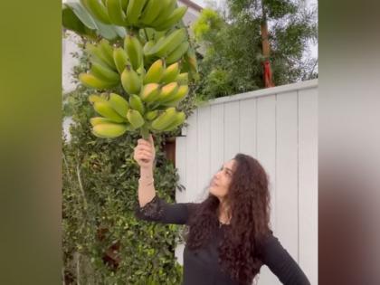 Preity Zinta shows her 'ghar ki kheti' to fans | Preity Zinta shows her 'ghar ki kheti' to fans